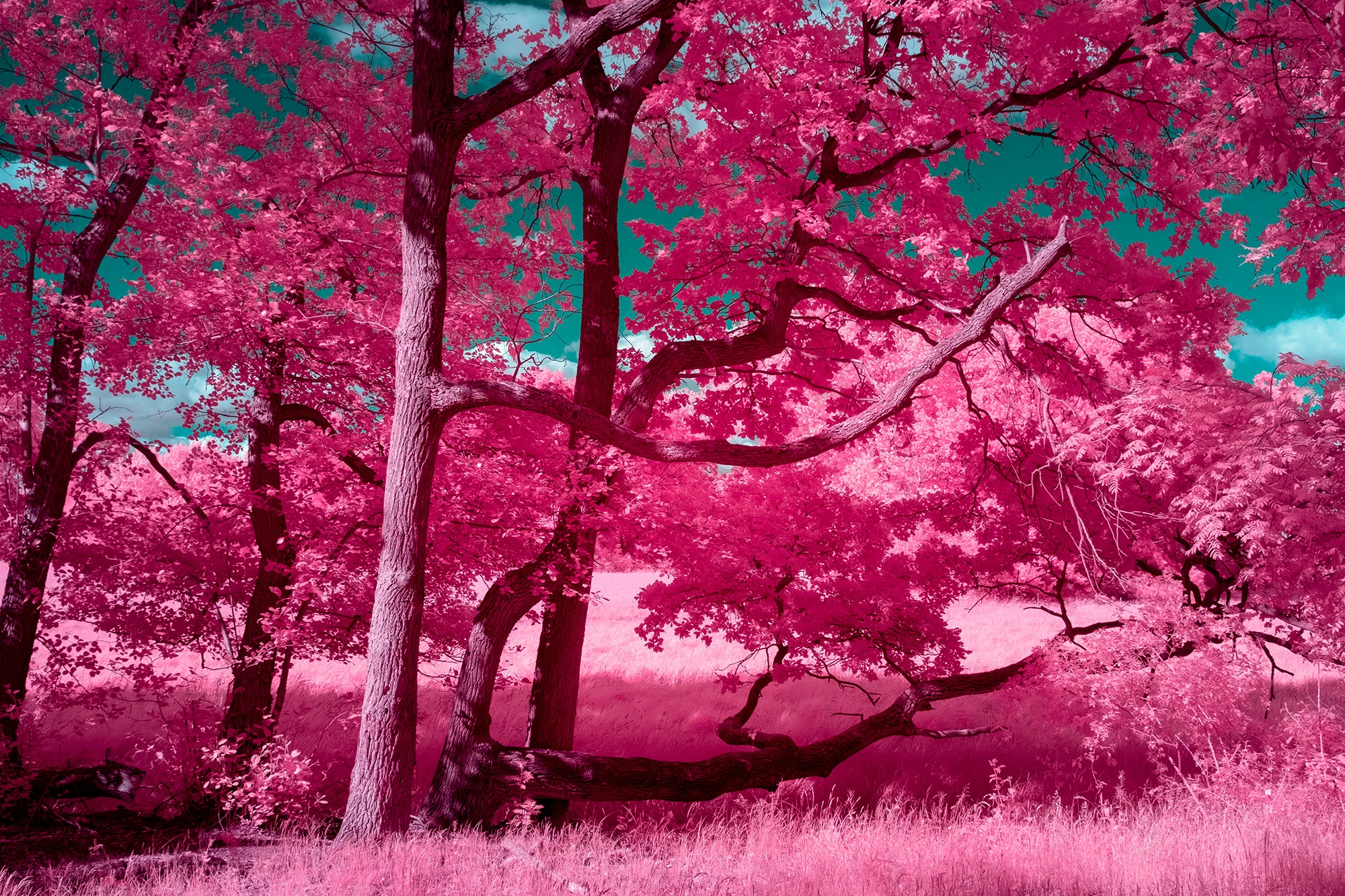Leuchtend pinke Bäume in einer Infrarotlandschaft