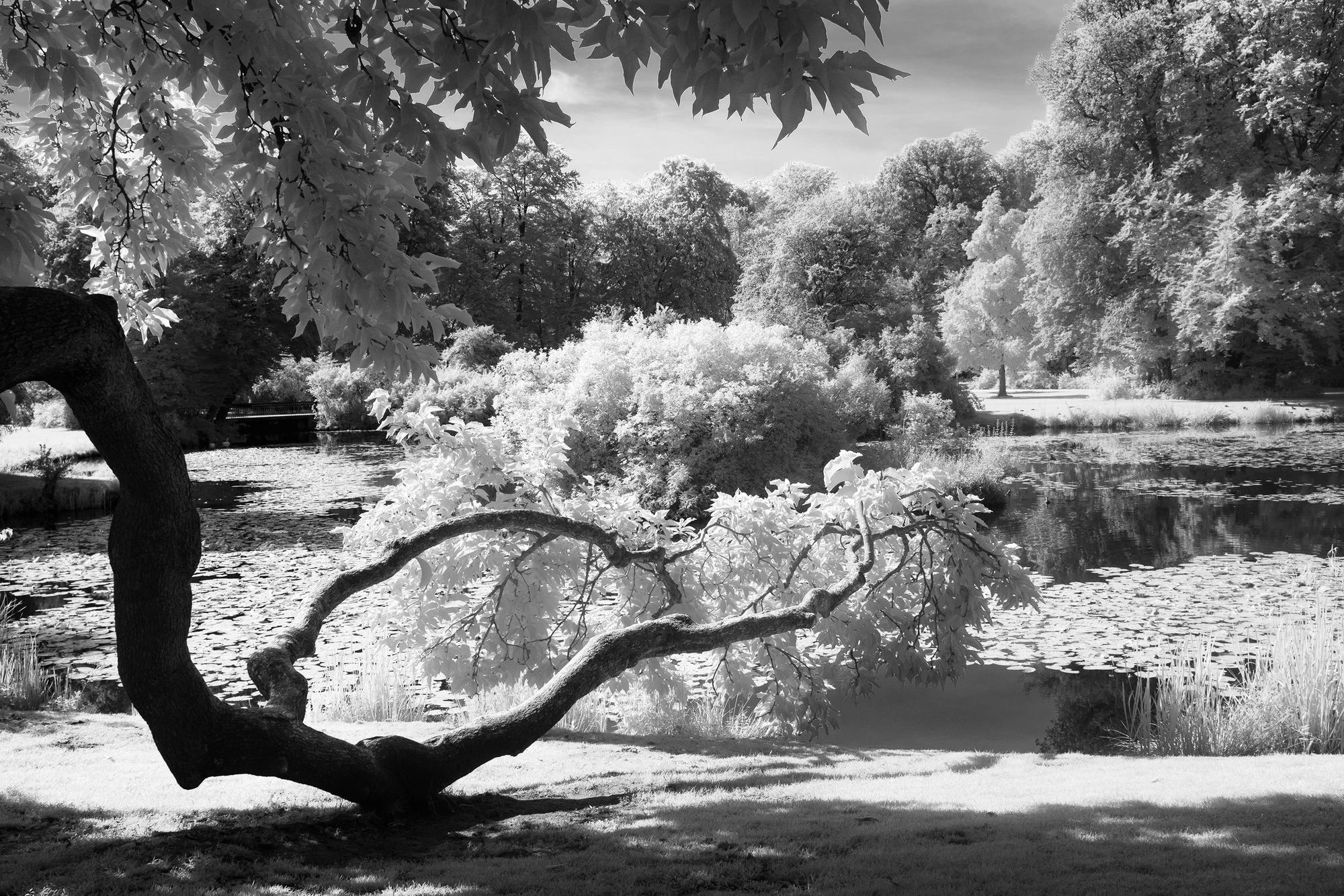 Whispers of Light &ndash; P&uuml;ckler Park, Bad Muskau