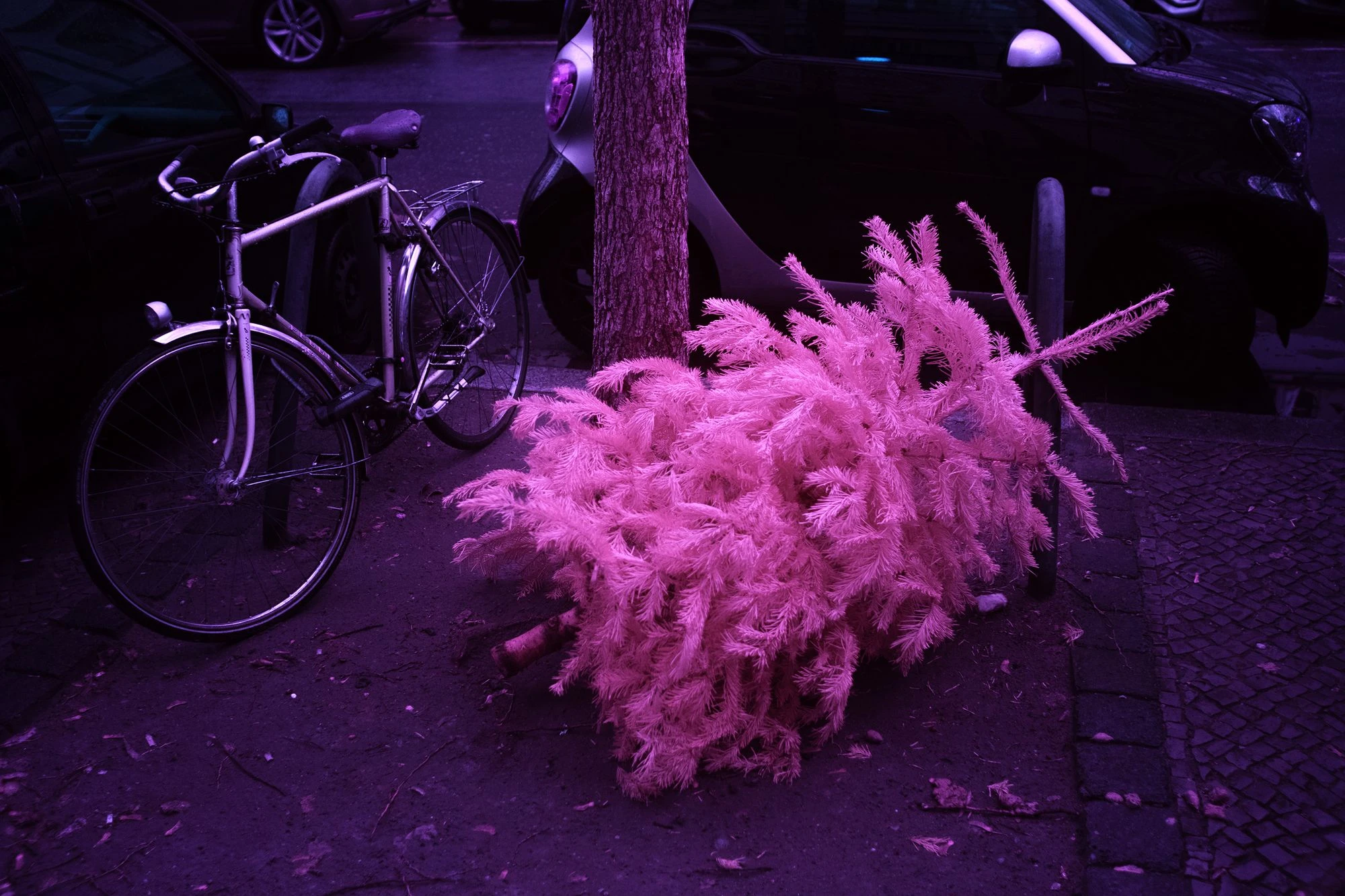 The Day the Tree Refused to Leave