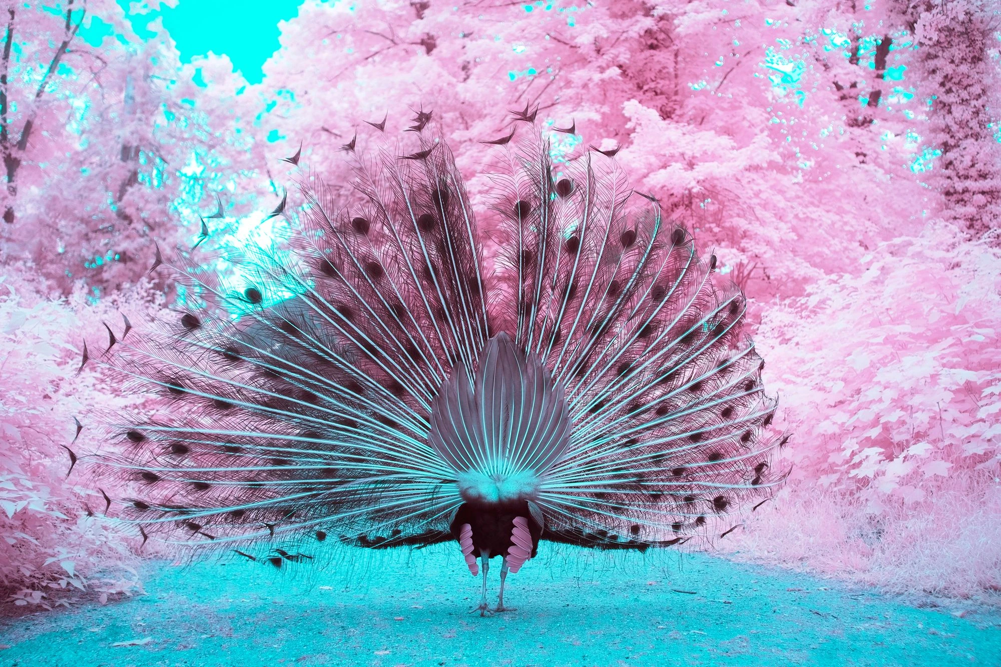 Photographie d&rsquo;art infrarouge d&rsquo;Andr&eacute; Wagner: Vue de dos, la roue du paon devient une construction ouverte &mdash; A majestic peacock #3.