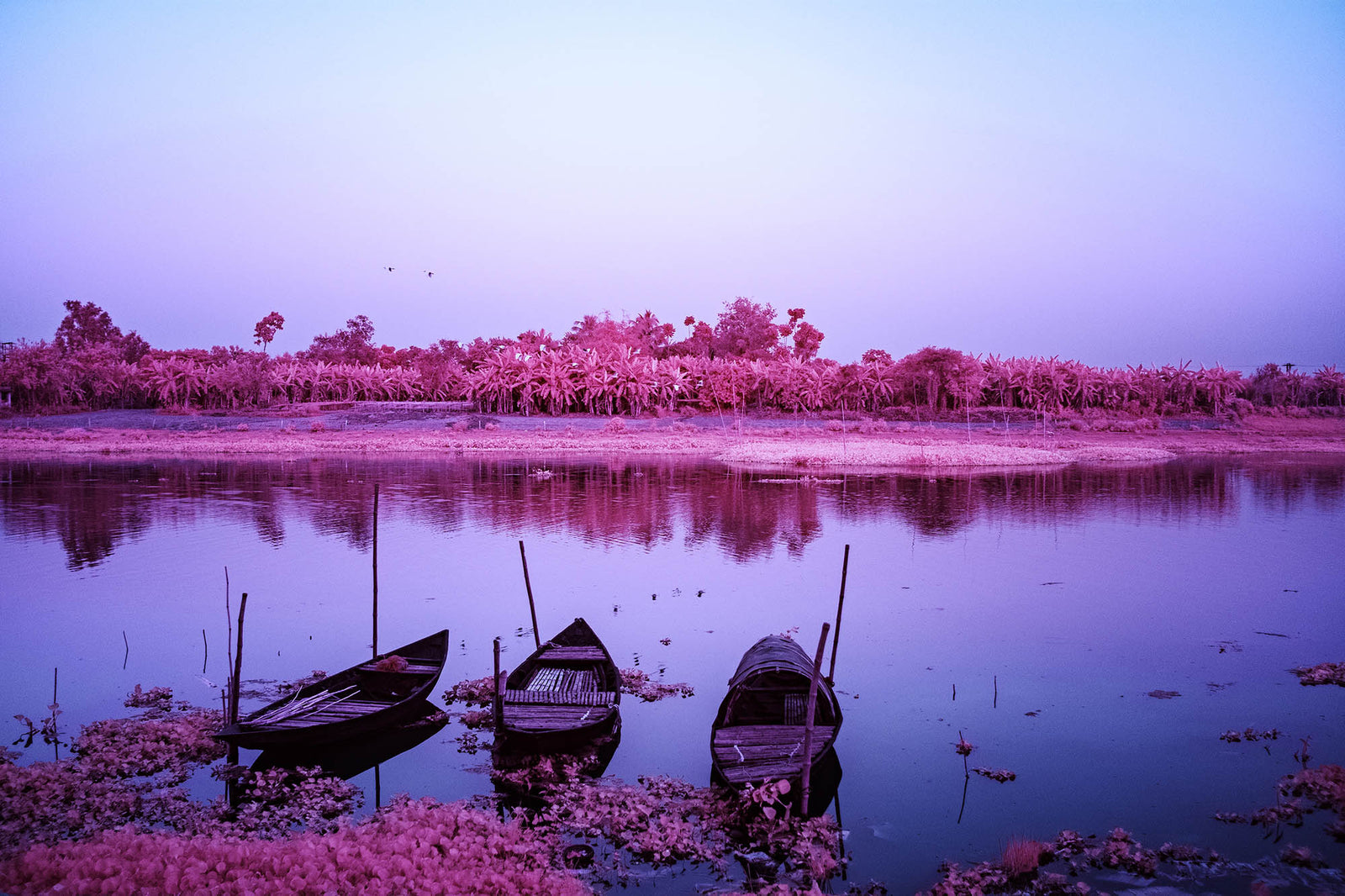 Photographie d’art infrarouge d’André Wagner: A sacred oasis on the jalangi river, Indien.