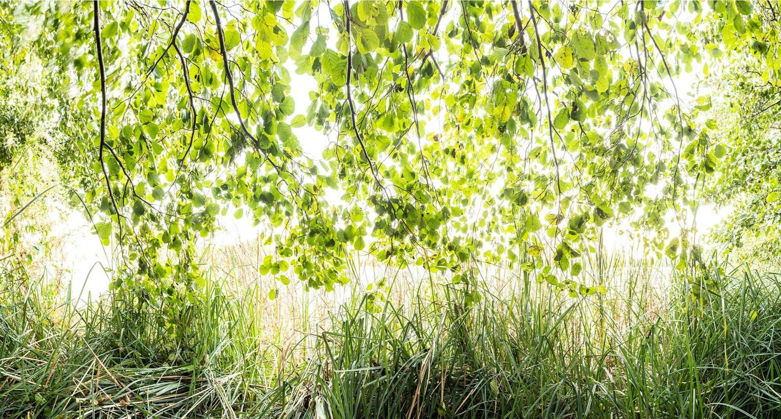 Photographie d’art d’André Wagner: Des feuilles vertes pendent comme un rideau irrégulier dans la partie supérieure de l’image — Am see, Deutschland.