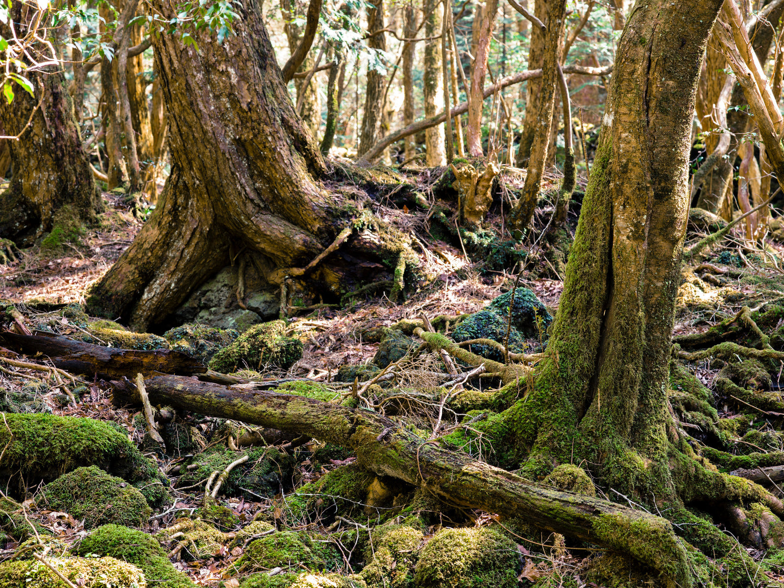 Photographie d’art d’André Wagner: Un tronc couché traverse obliquement un sol couvert de pierres moussues et de racines — Aokigahara Forest 3.