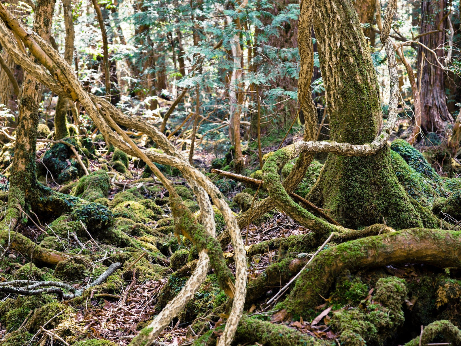 Fine art photography by André Wagner: A pale curved branch rises from the foreground towards the upper left before a strong mossy trunk — Aokigahara Forest 4, Japan.