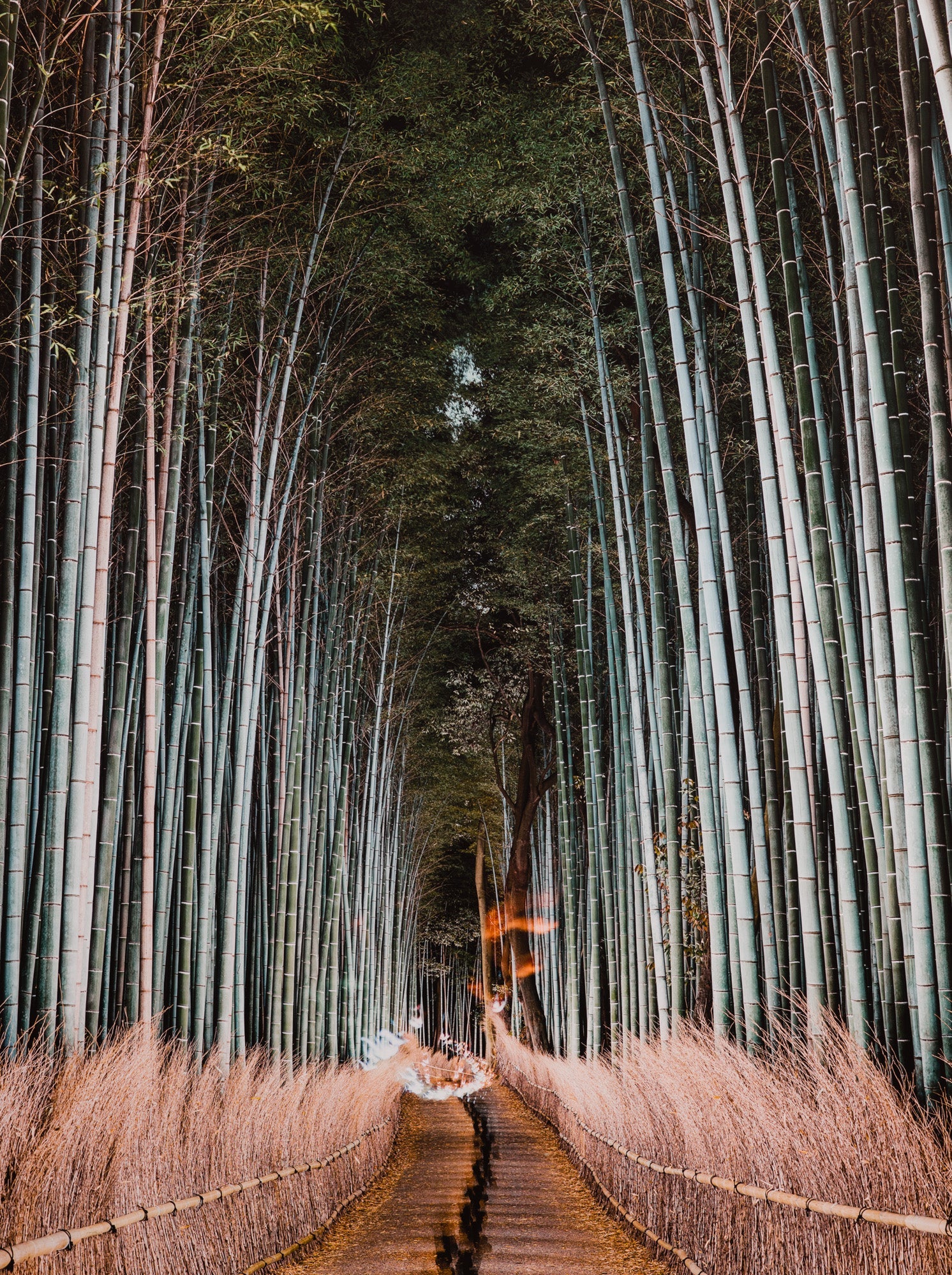 Photographie d’art d’André Wagner: Arashiyama bamboo, Japan.