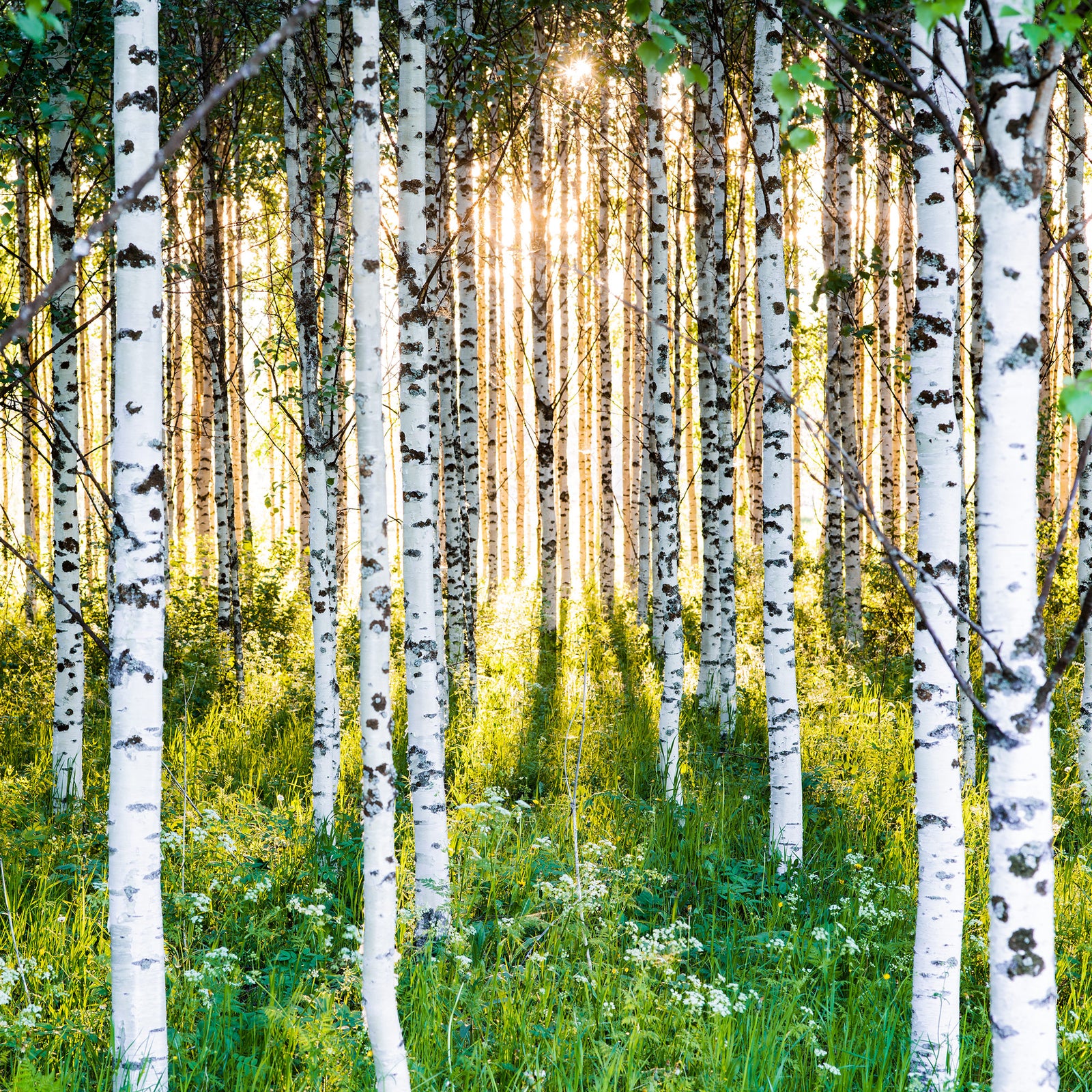 Photographie d’art d’André Wagner: Le champ carré de l’image réunit des troncs de bouleaux clairs, espacés de manière variable — Atmospheric birch forest 2, Finnland.