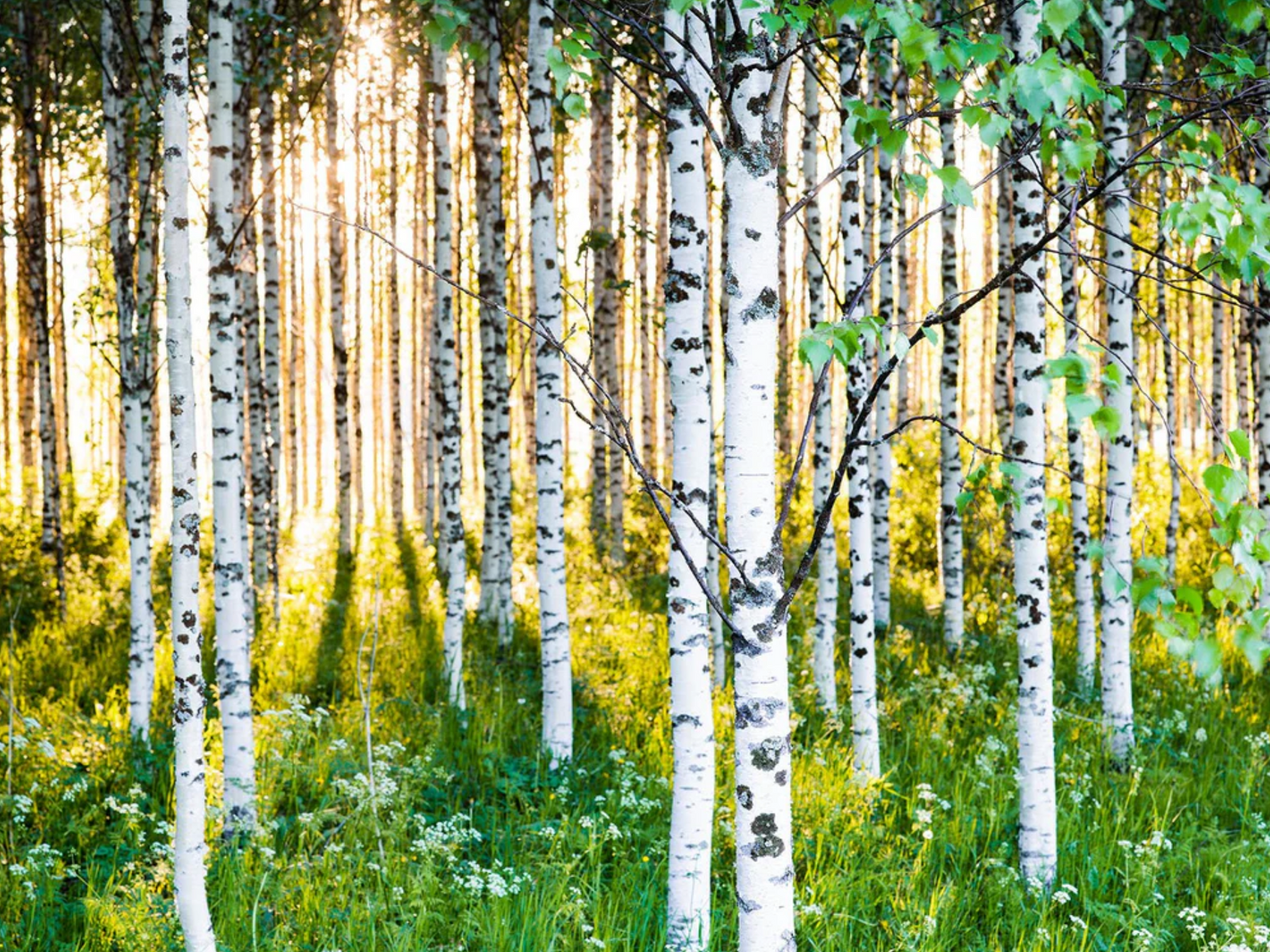 Photographie d’art d’André Wagner: Atmospheric birch forest 3, Finnland.