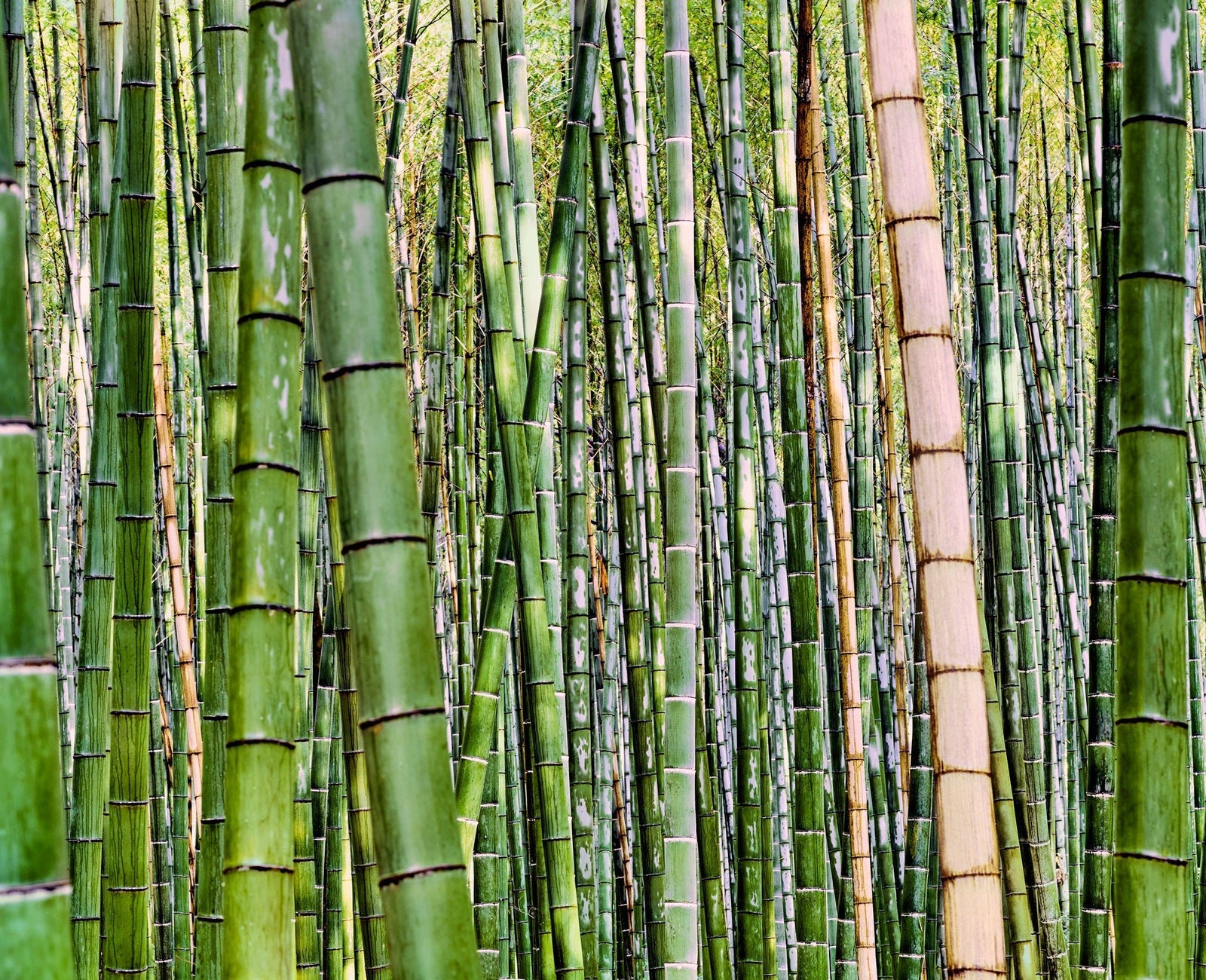 Photographie d’art d’André Wagner: Des bambous verts composent des plans denses et superposés — Bamboo After The Rain.
