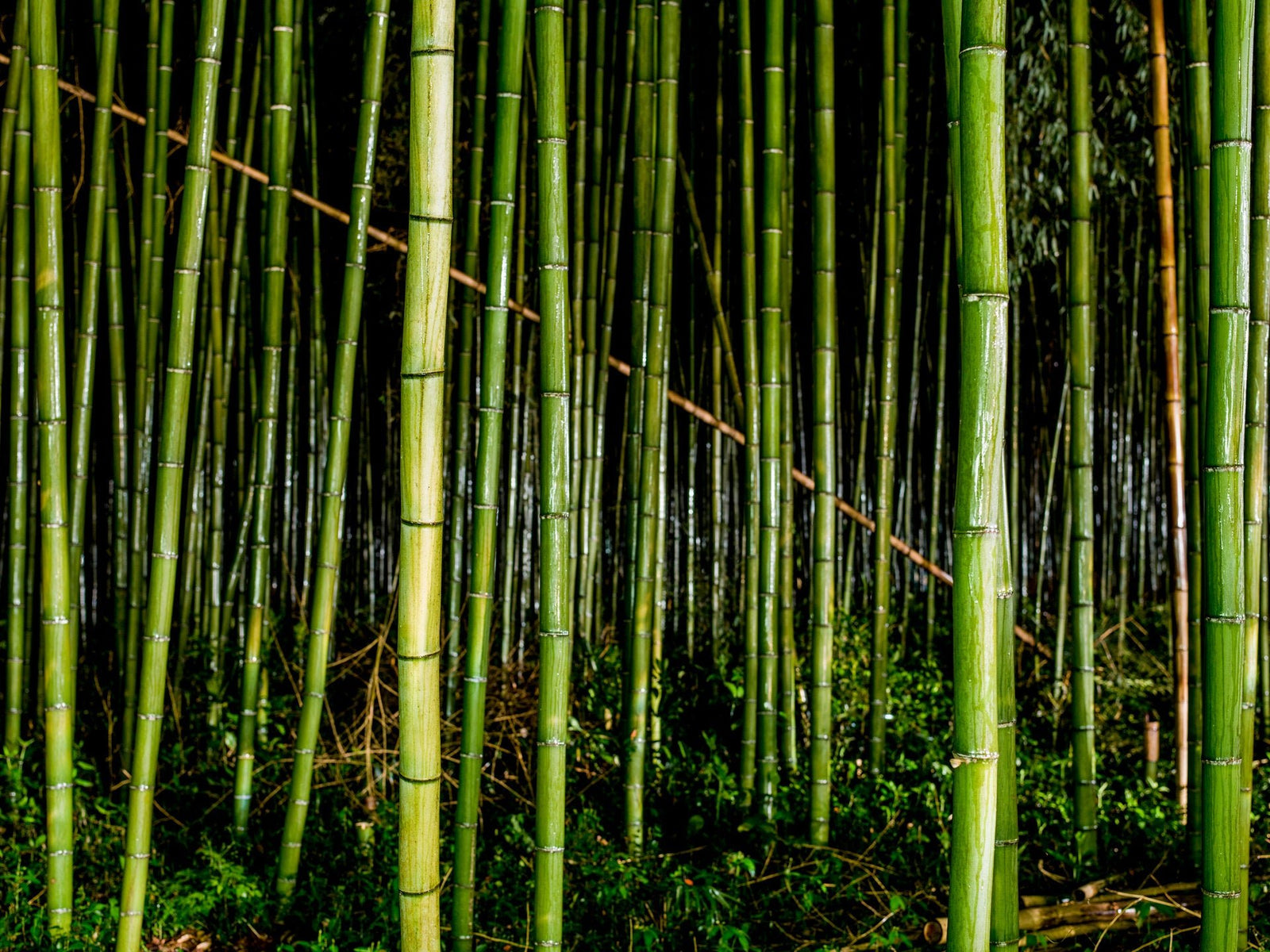 Fine art photography by André Wagner: Glossy green bamboo stands at varying intervals before a deeply dark background — Bamboo in the Rain 1, Japan.