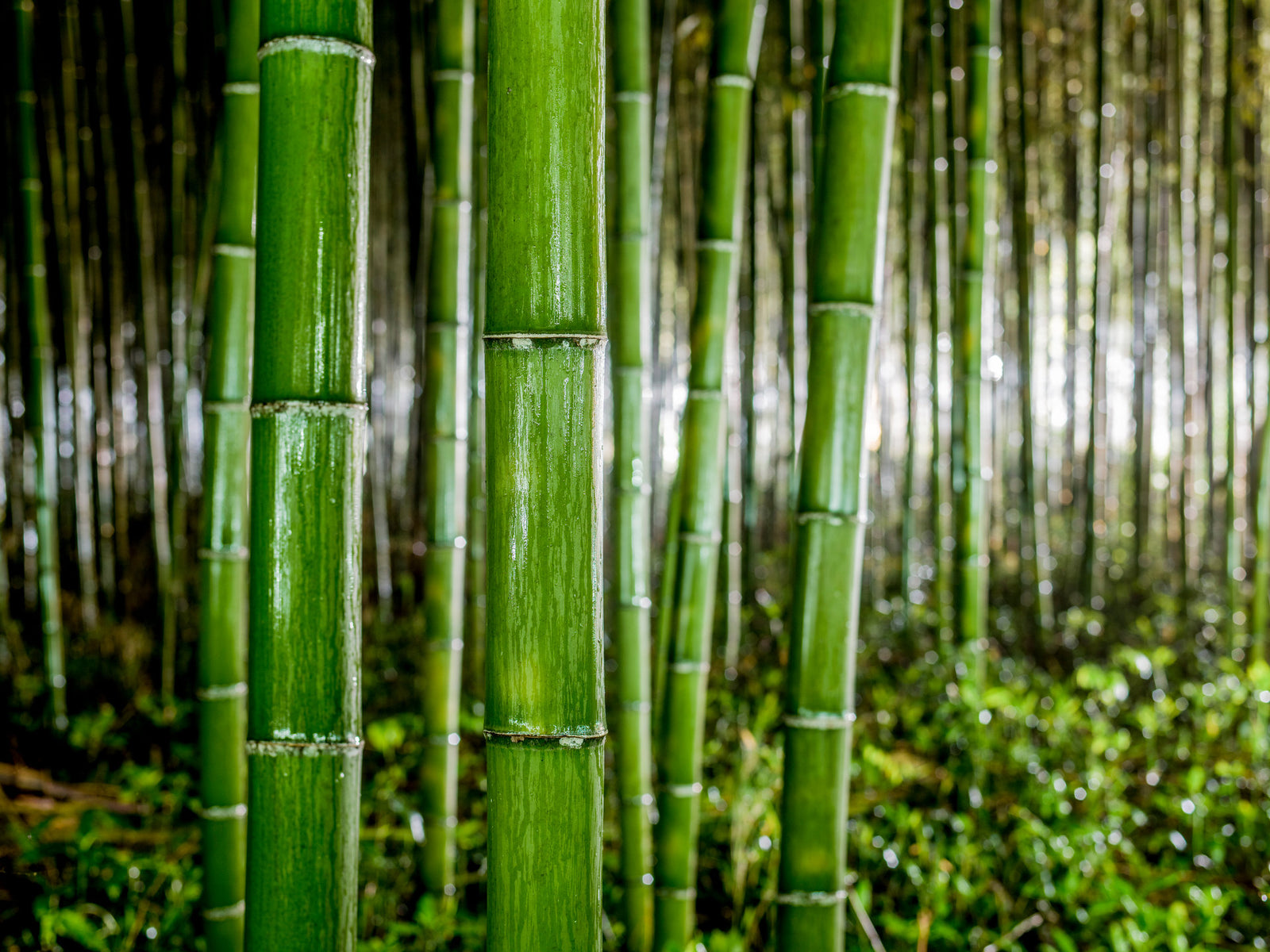 Fine art photography by André Wagner: Several thick green bamboo stems stand immediately before the camera — Bamboo in the Rain 2, Japan.