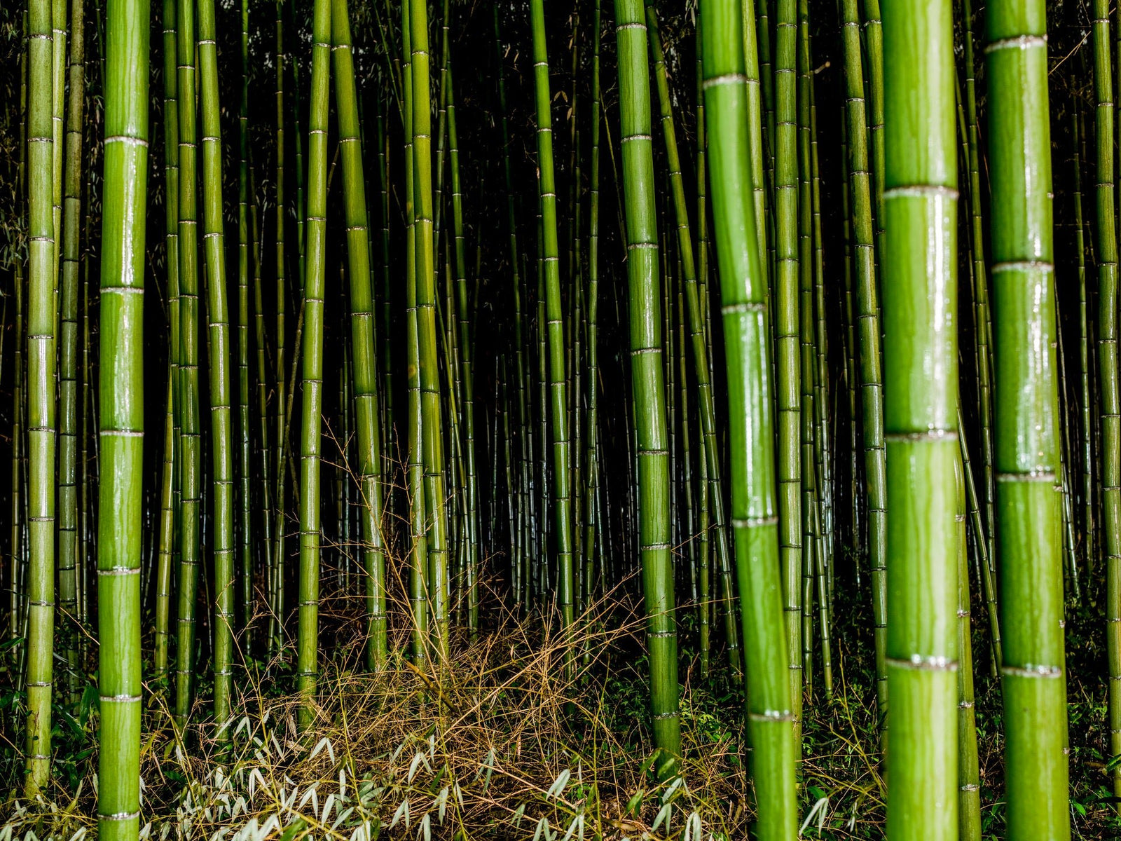 Fine art photography by André Wagner: Tall green bamboo forms a dense wall above a pale tangle of dry-looking twigs and leaves — Bamboo in the Rain 3, Japan.