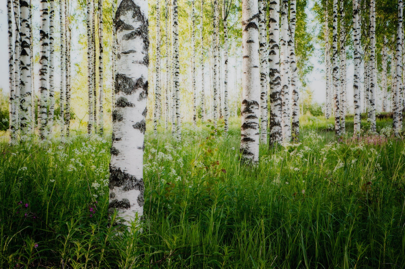 Photographie d’art d’André Wagner: Birkenwald, Finnland.