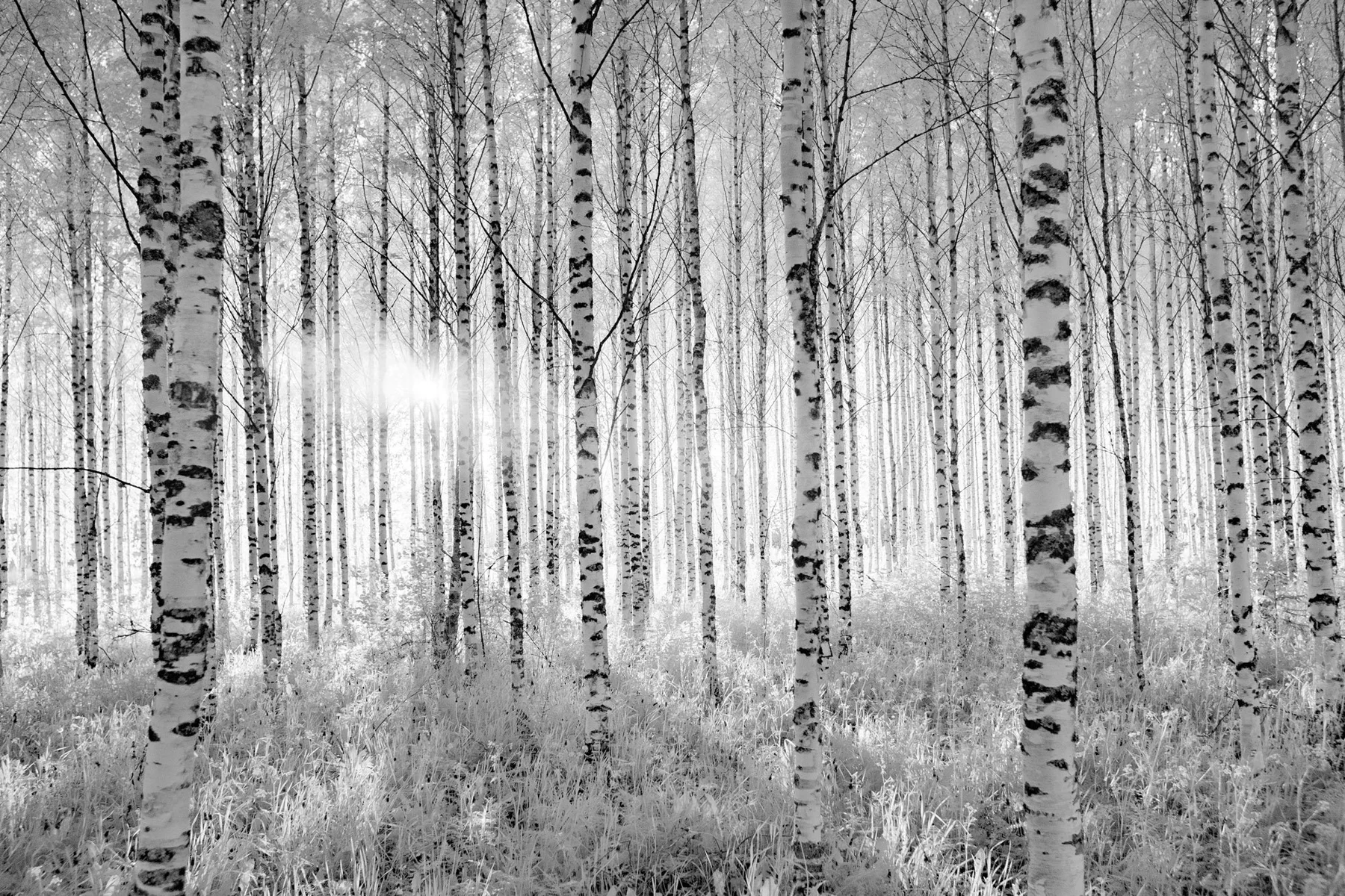 For&ecirc;t de bouleaux en noir et blanc.