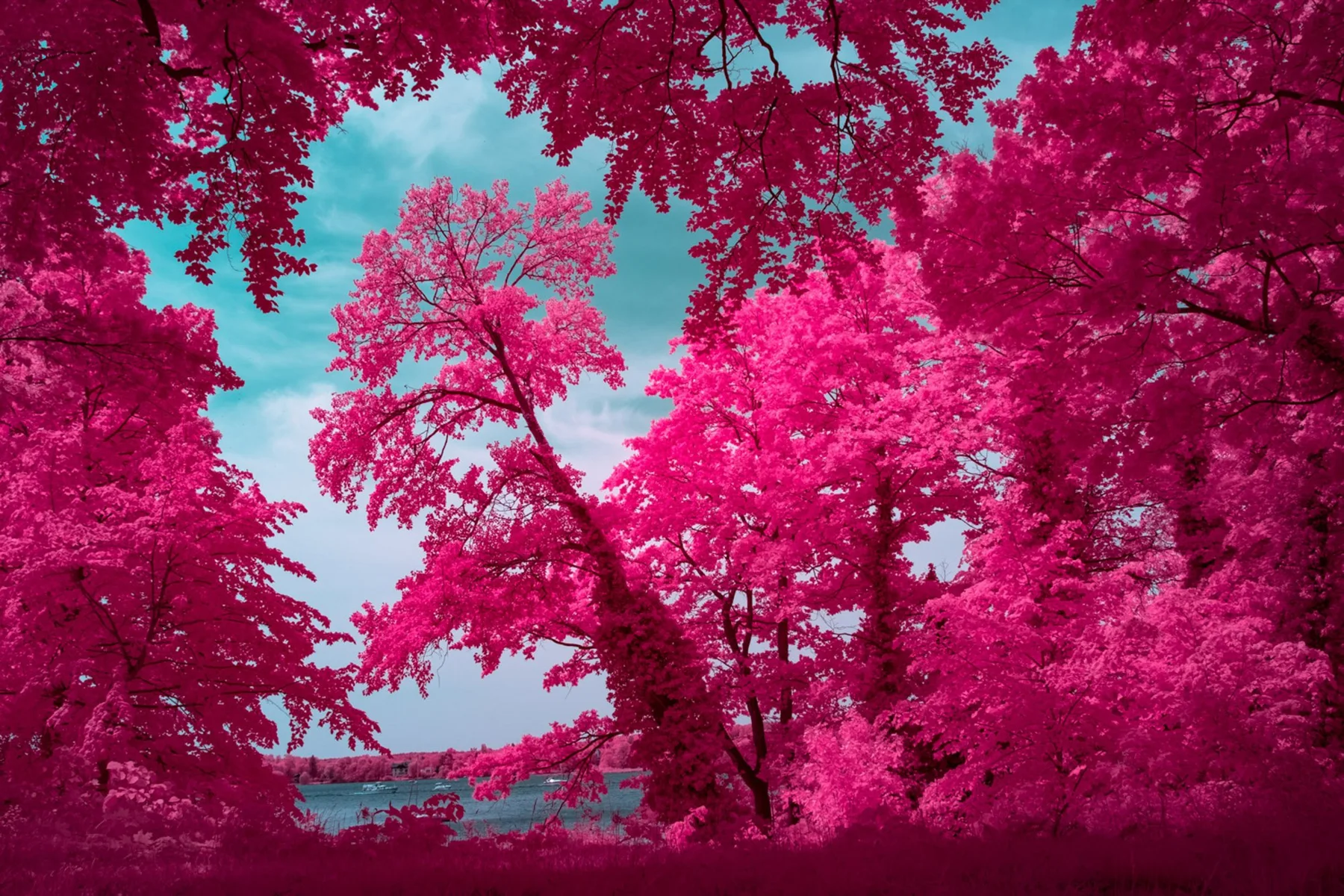 Vue sur une &eacute;tendue d&rsquo;eau entre des arbres roses.