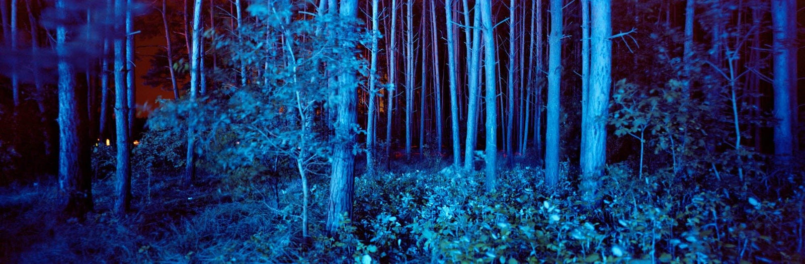 Photographie d’art d’André Wagner: Des troncs bleus se tiennent serrés les uns contre les autres et emplissent le format allongé — Blue forest, Deutschland.