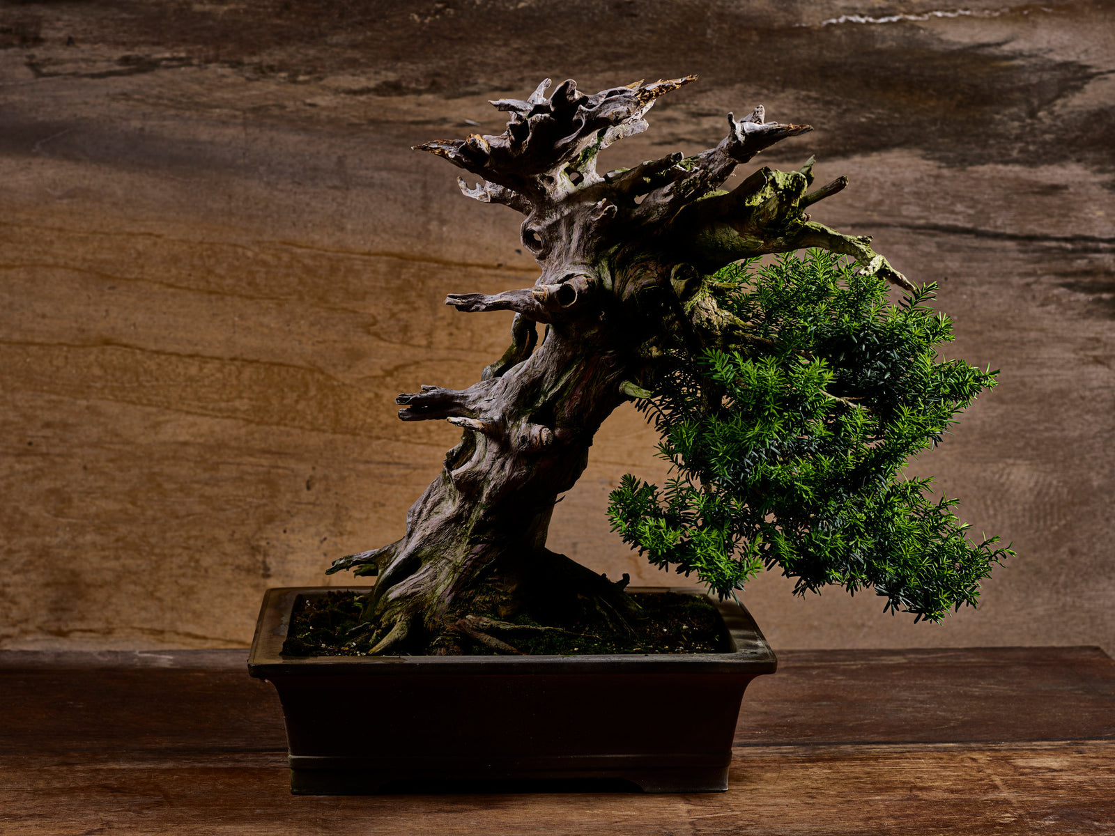Photographie d’art d’André Wagner: Un petit arbre se tient dans une coupe sombre et peu profonde devant un mur brun — Bonsai, Japan.