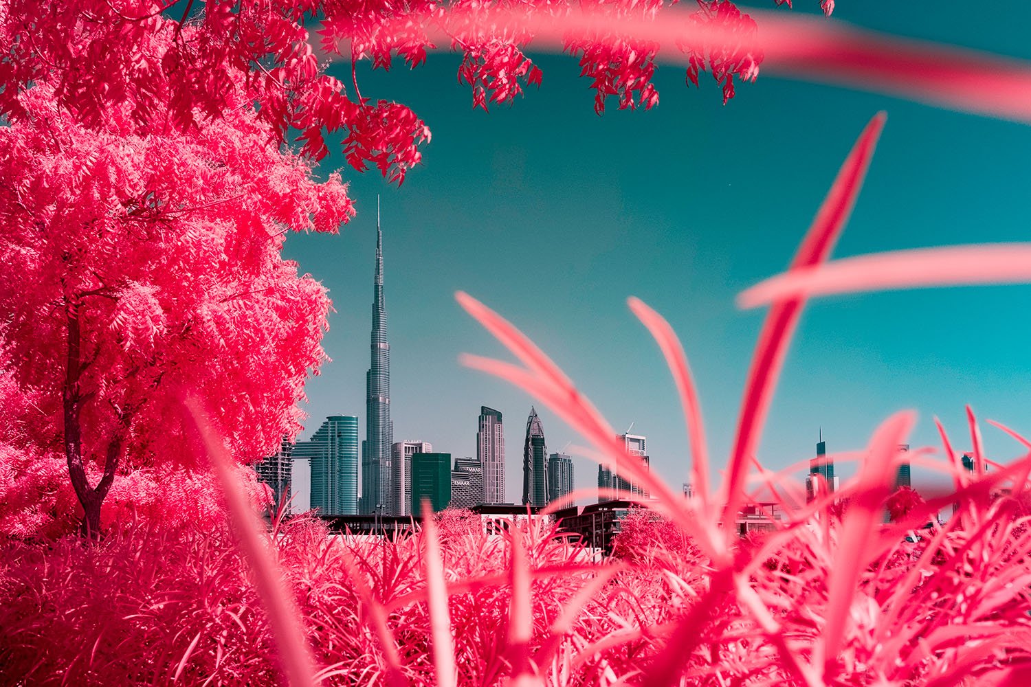 Photographie d’art infrarouge d’André Wagner: Des herbes et des feuilles rouges occupent le premier plan immédiat — BURJ KHALIFA: THE UNEXPECTED GRANDEUR OF NATURE, VEREINIGTEN ARABISCHEN EMIRATE, Vereinigte Arabische Emirate.