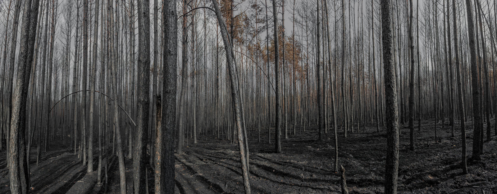 Fotokunst von André Wagner: Sehr viele dünne, nahezu kahle Stämme steigen durch eine graue Waldansicht — Burned Forest 3.