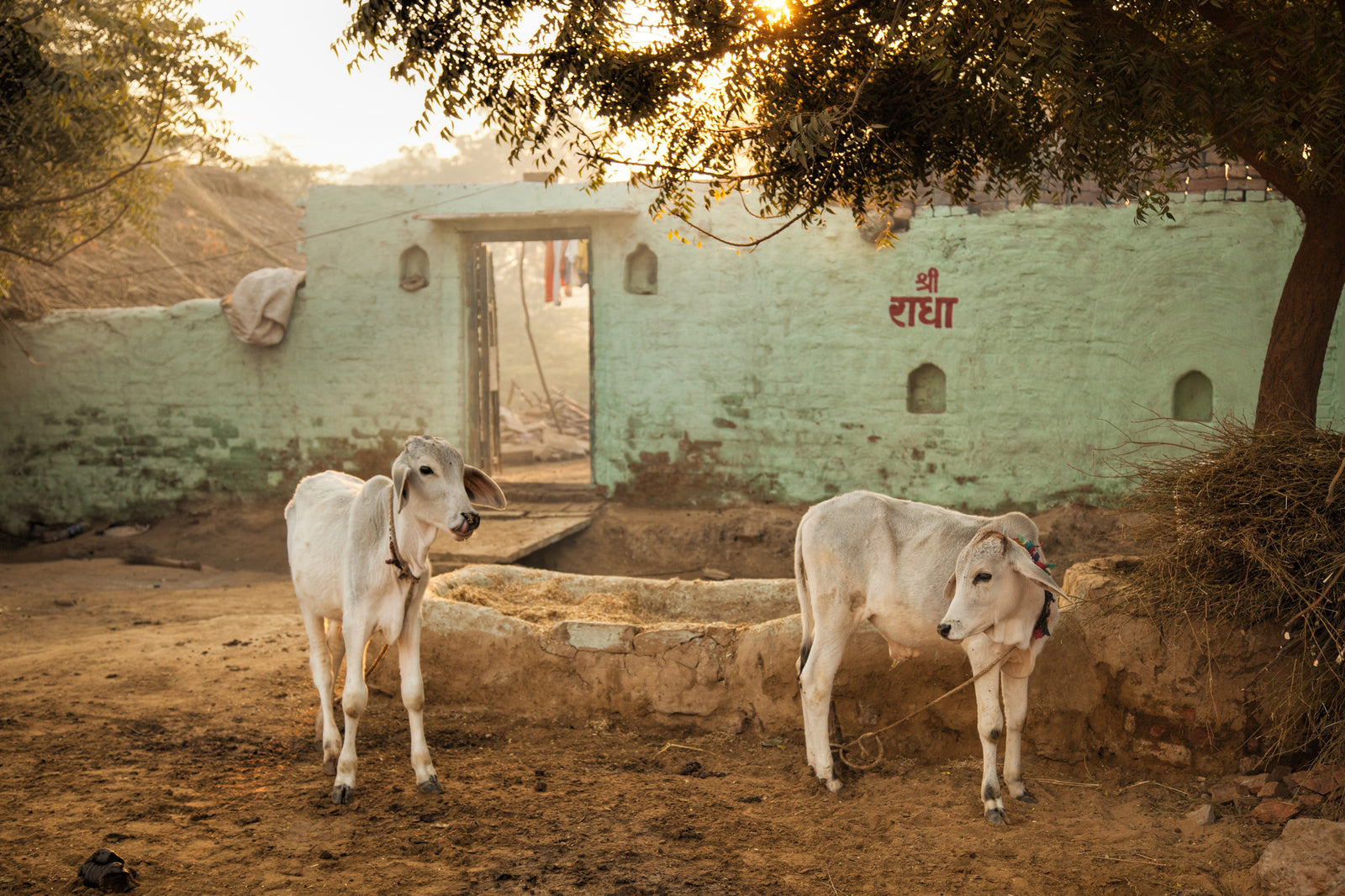 Calves in front of a wall on which can be read the sacred inscription "Shri Radha" in Sanskrit; Varshana, Uttar Pradesh