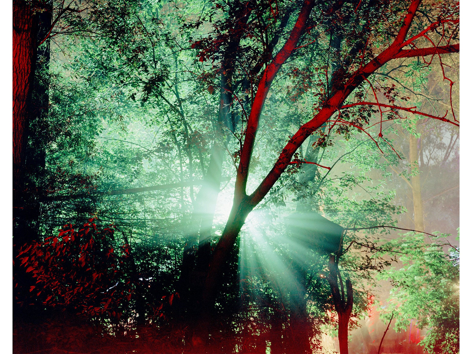 Photographie d’art d’André Wagner: Des rayons clairs surgissent derrière un arbre et se déploient en éventail dans la forêt — Comeback, Deutschland.