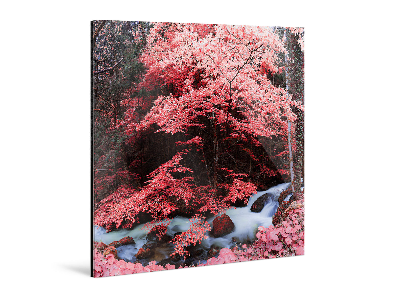 Autre vue de l’œuvre photographique « Copy of INFRARED BLACKFOREST 1, DEUTSCHLAND » d’André Wagner.