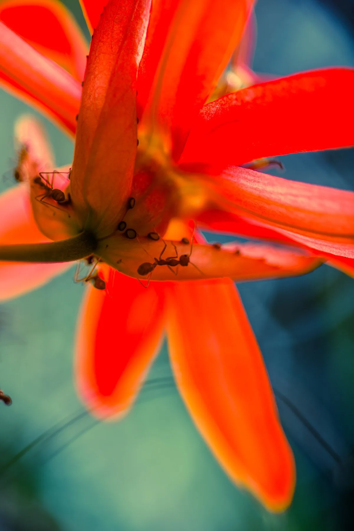 Detail einer orange-roten Bl&uuml;te mit kleinen Ameisen.
