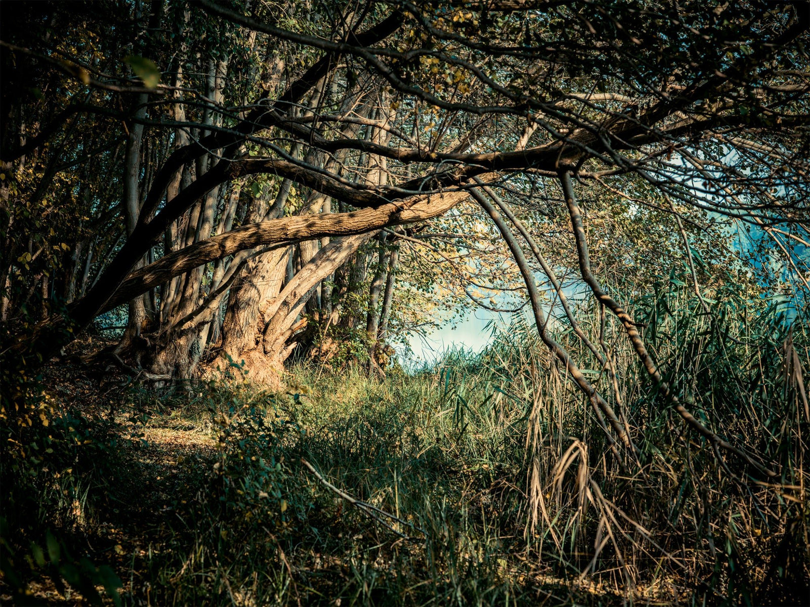 Photographie d’art d’André Wagner: De lourdes branches traversent un chemin étroit et sombre — Deutscher wald 2, Deutschland.