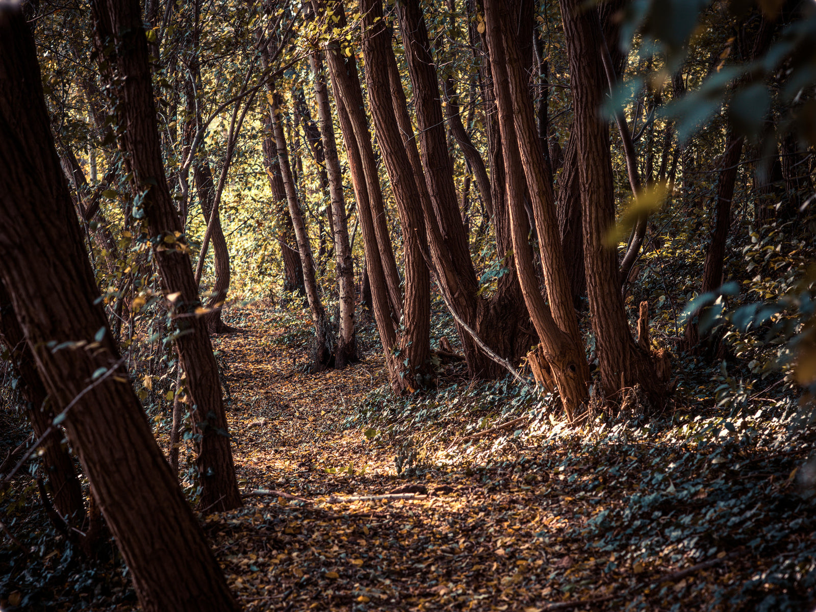 Photographie d’art d’André Wagner: Un sentier étroit couvert de feuilles mène entre des troncs serrés vers une ouverture claire — Deutscher Wald 3.