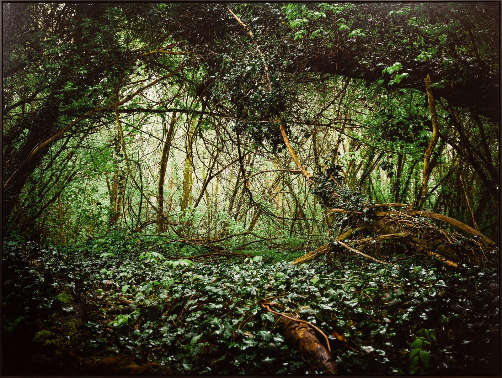 Photographie d’art d’André Wagner: Deutscher wald, Deutschland.