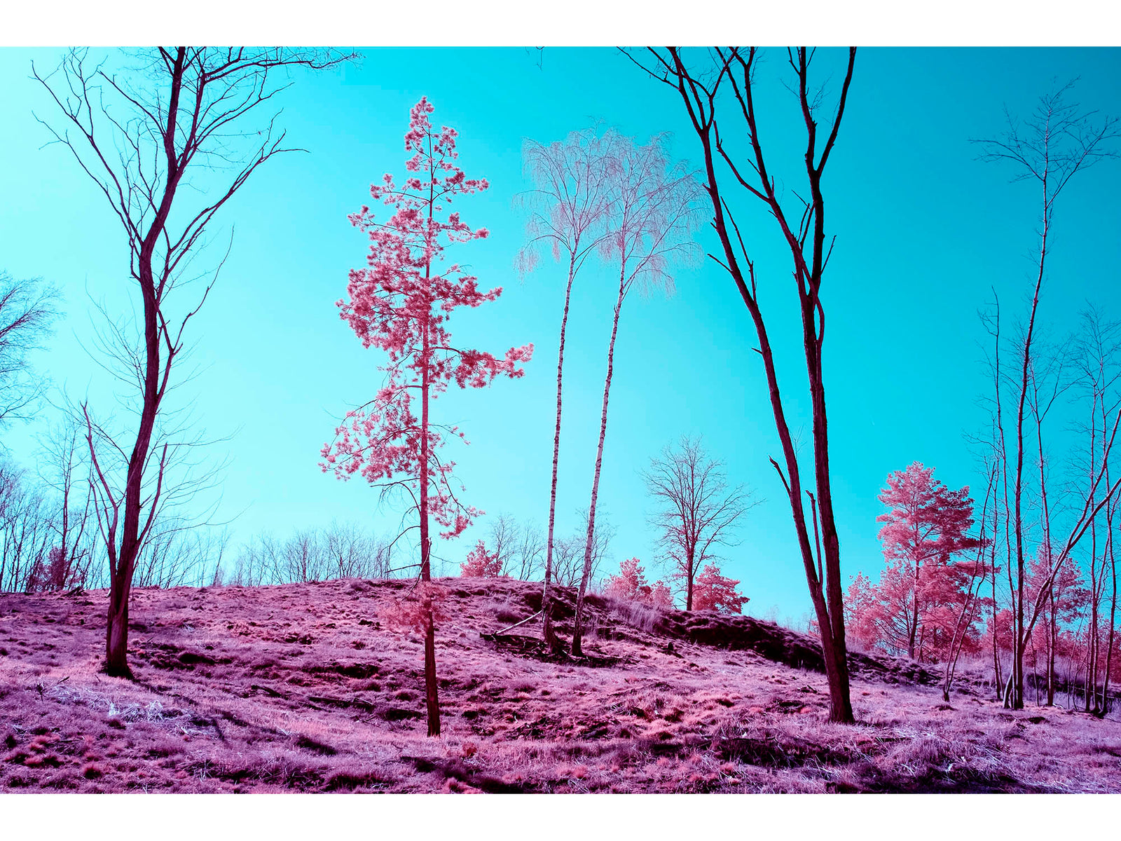 Photographie d’art infrarouge d’André Wagner: Des arbres élancés, en partie dénudés, se dressent sur un sol dégagé teinté de rose — Döberitzer heide, Deutschland.