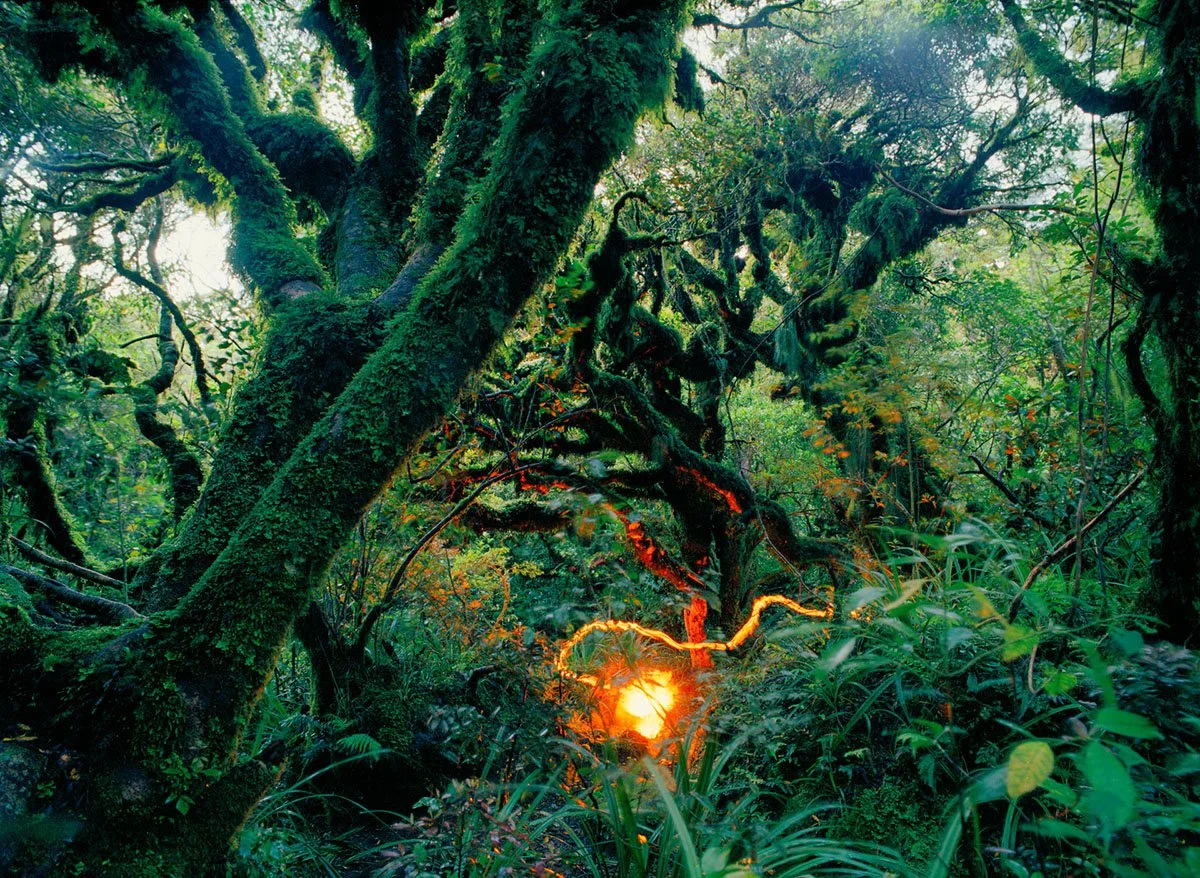 Jungle with thick, moss-covered trees and a ray of sun shining through the vegetation.