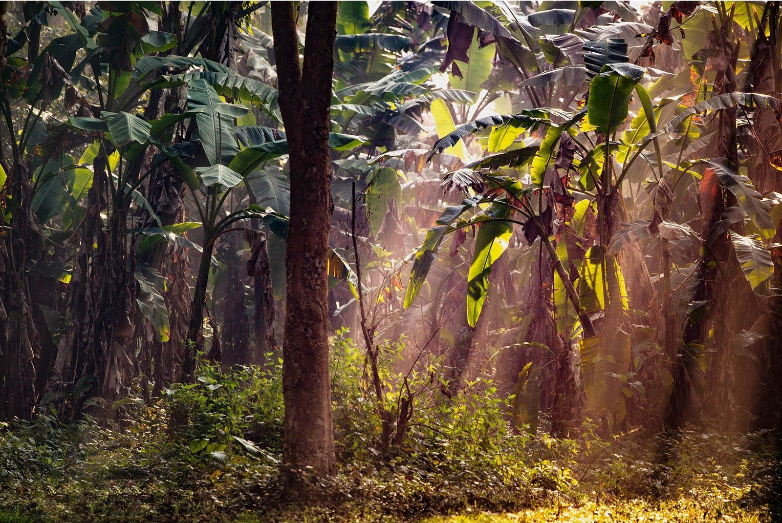 Photographie d’art d’André Wagner: Dschungle west bengal 2, Indien.