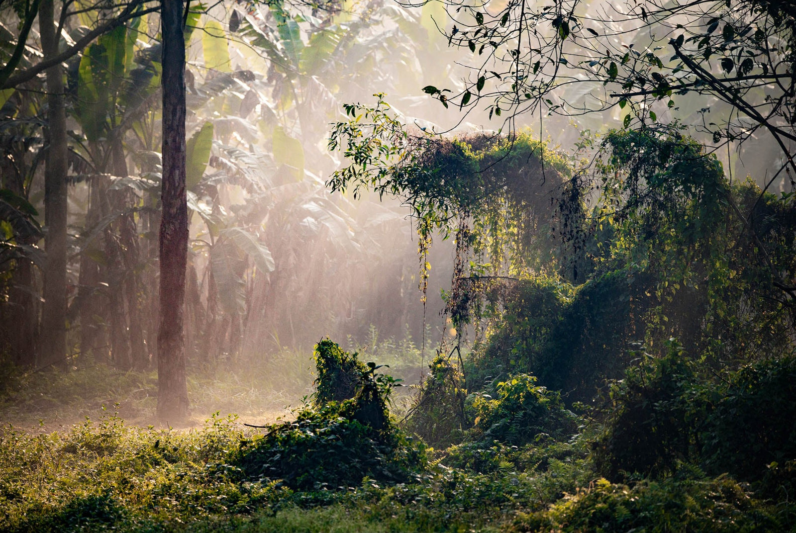 Photographie d’art d’André Wagner: Une lumière claire pénètre depuis le haut à gauche dans une portion de forêt à la végétation dense — Dschungle west bengal 3, Indien.