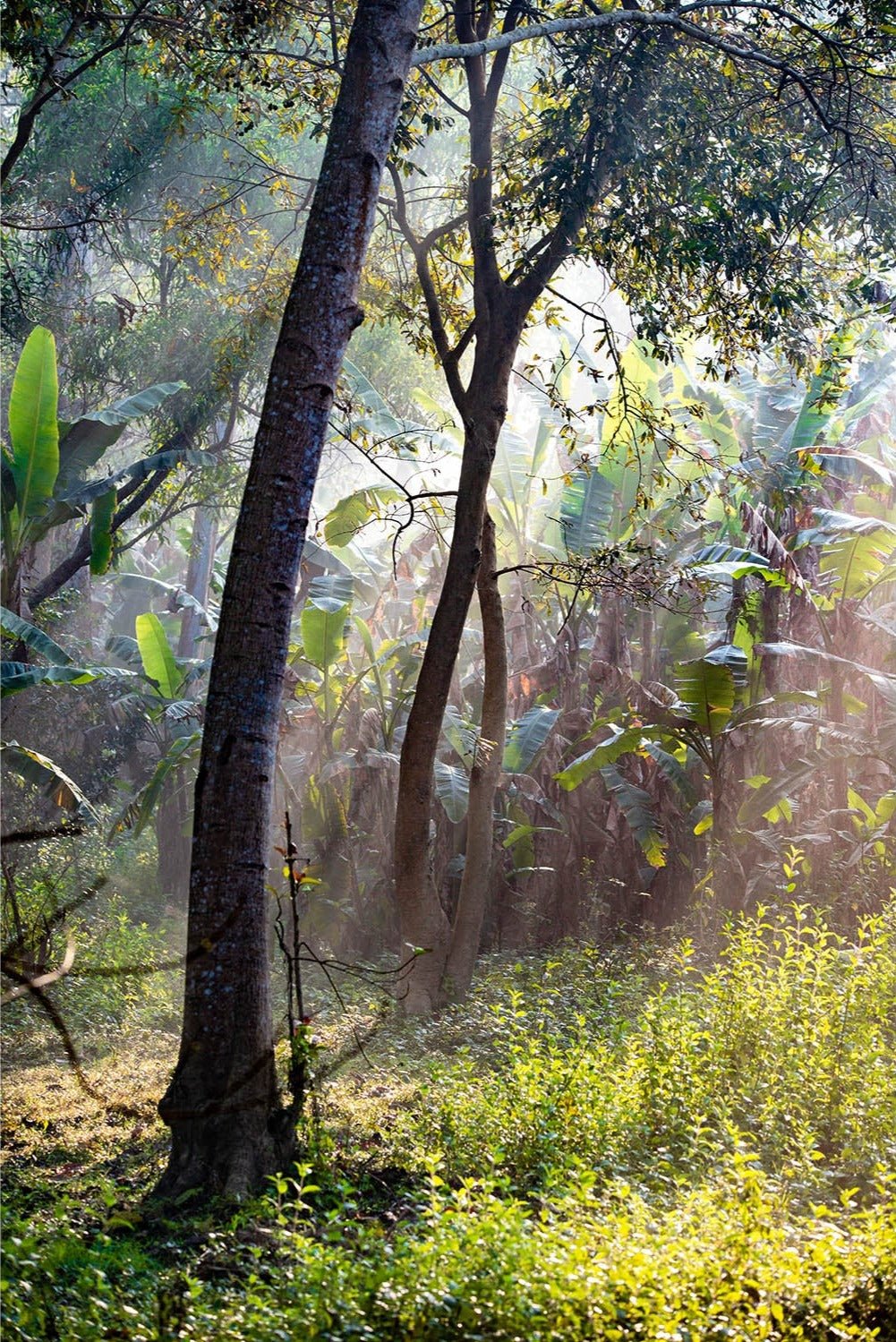 Fine art photography by André Wagner: A dark foreground trunk divides the narrow vertical image — Dschungle west bengal, Indien.