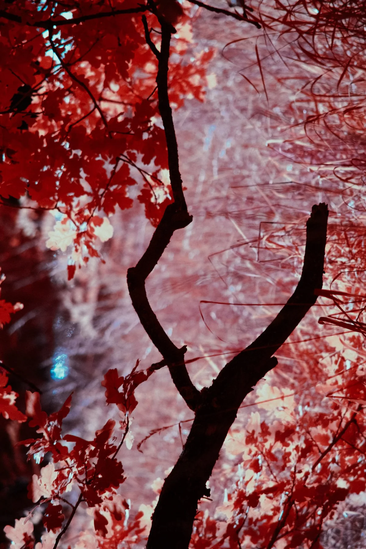 Branche sombre et courbe devant un feuillage rouge.