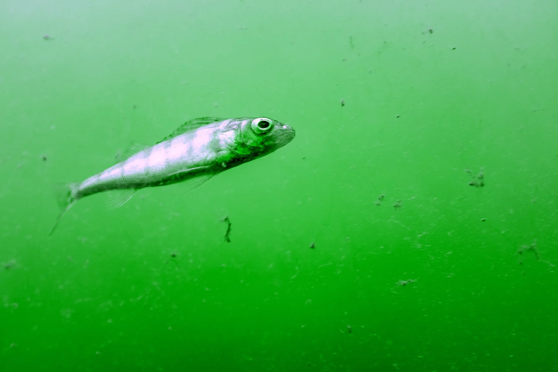 Un poisson isol&eacute; dans une eau verte.