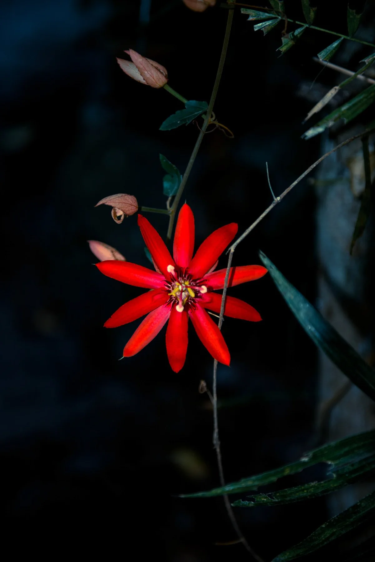 Einzelne rote Bl&uuml;te an einem d&uuml;nnen St&auml;ngel vor dunklem Gr&uuml;n.