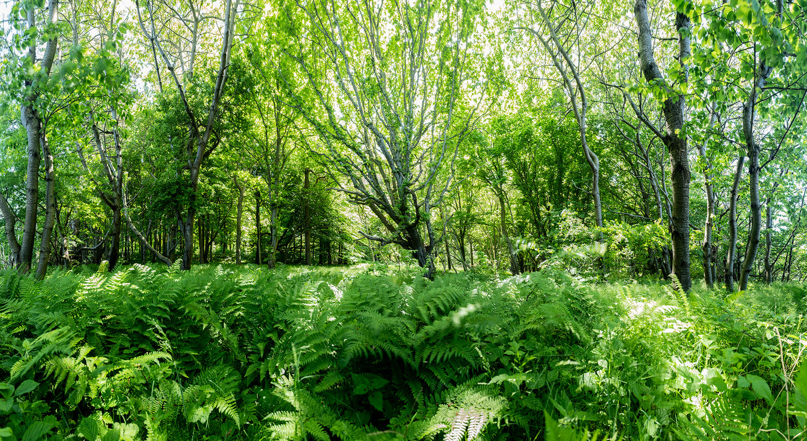 Photographie d’art d’André Wagner: Des fougères denses s’étendent devant des arbres élancés et une voûte de feuilles d’un vert lumineux — Fairytale forest, Deutschland.