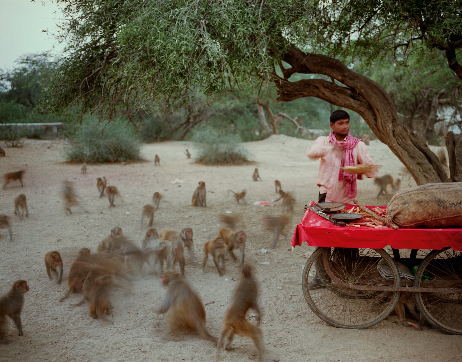 Feeding monkeys on Govardhana Hill; Uttar Pradesh
