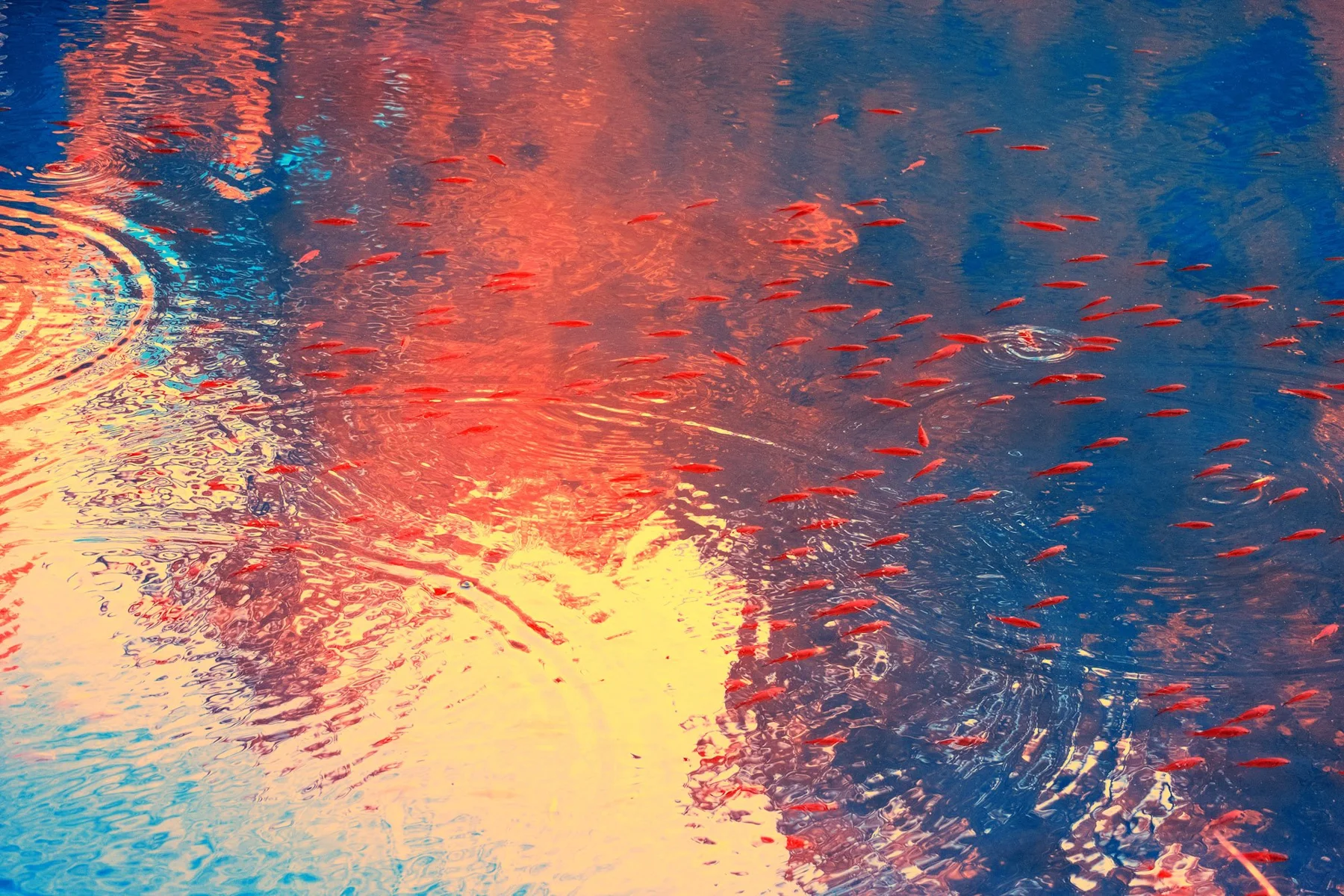 Poissons sous les reflets &agrave; la surface de l&rsquo;eau.