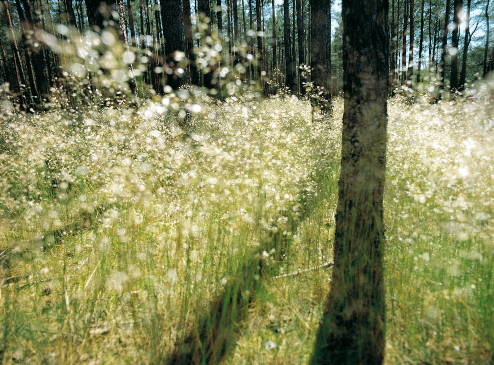 Photographie d’art d’André Wagner: Un tronc sombre se dresse à droite devant une multitude de petits points clairs — Forest and light, Deutschland.