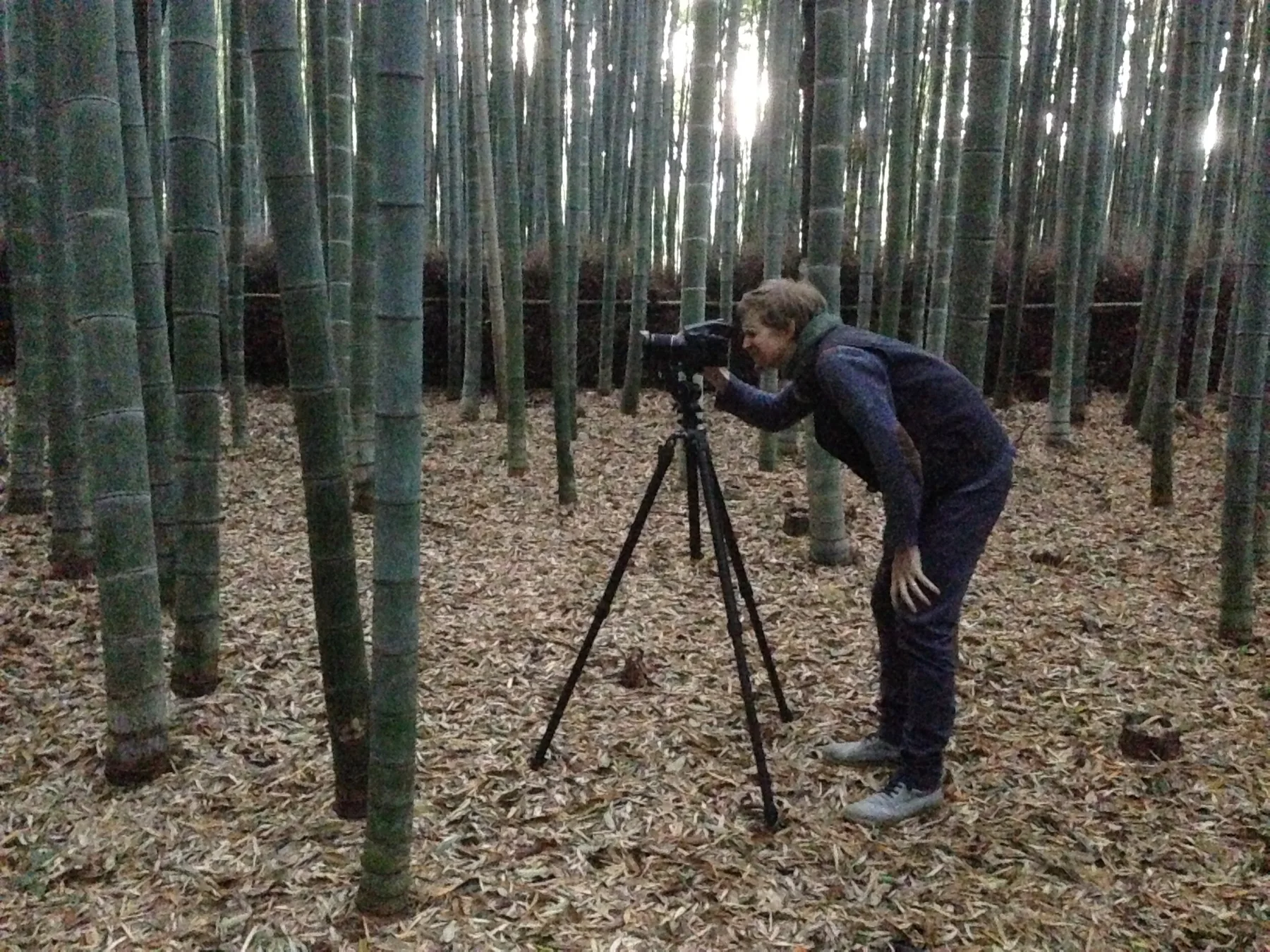 Photographe avec appareil et tr&eacute;pied dans une for&ecirc;t de bambous