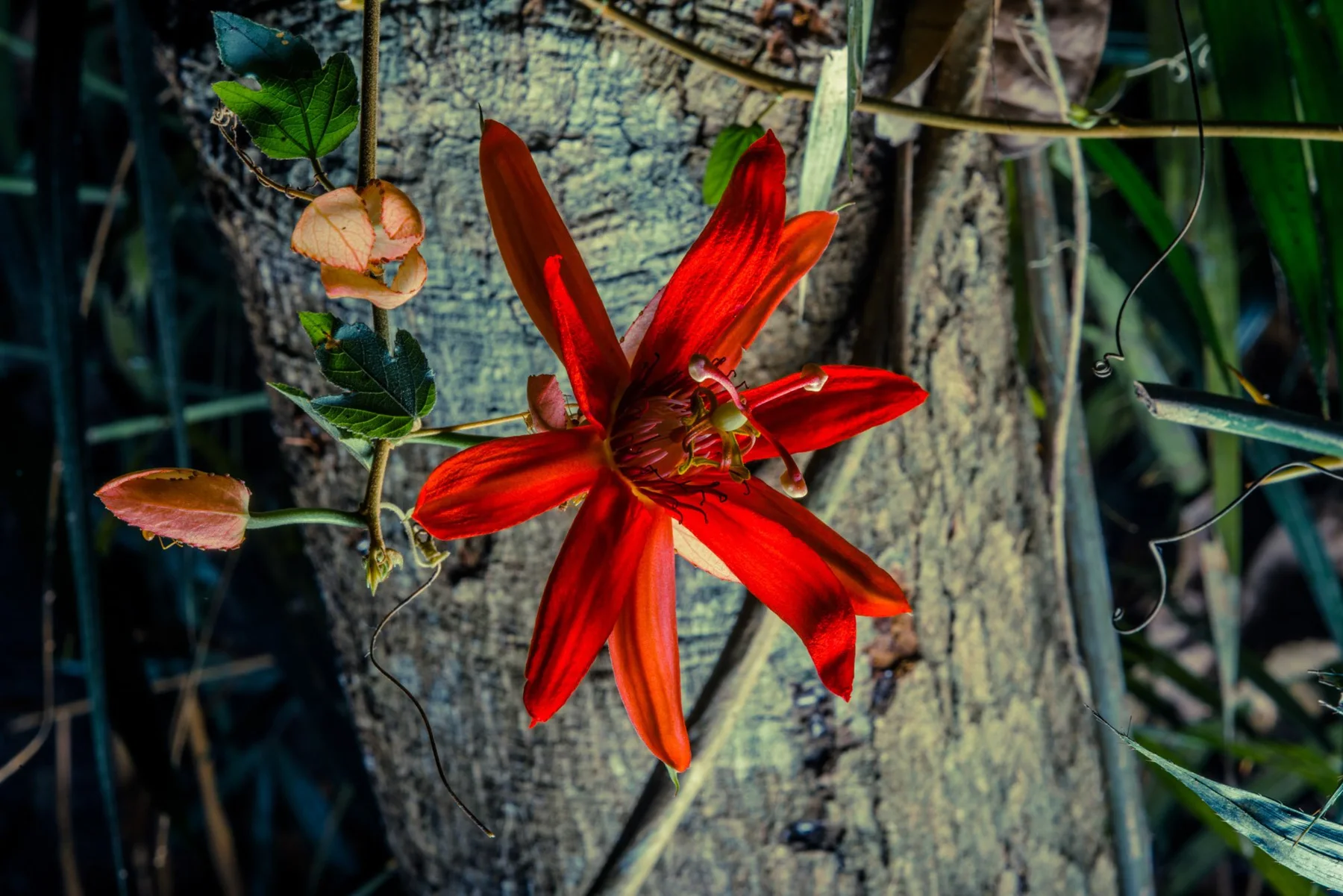 Fotografische Nahansicht einer roten Bl&uuml;te zwischen gr&uuml;nen Bl&auml;ttern