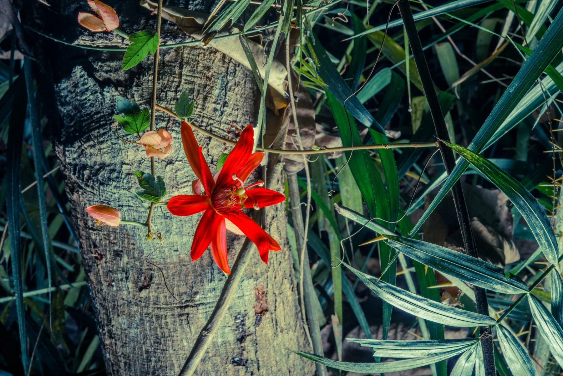 Fotografische Nahansicht einer roten Bl&uuml;te zwischen gr&uuml;nen Bl&auml;ttern