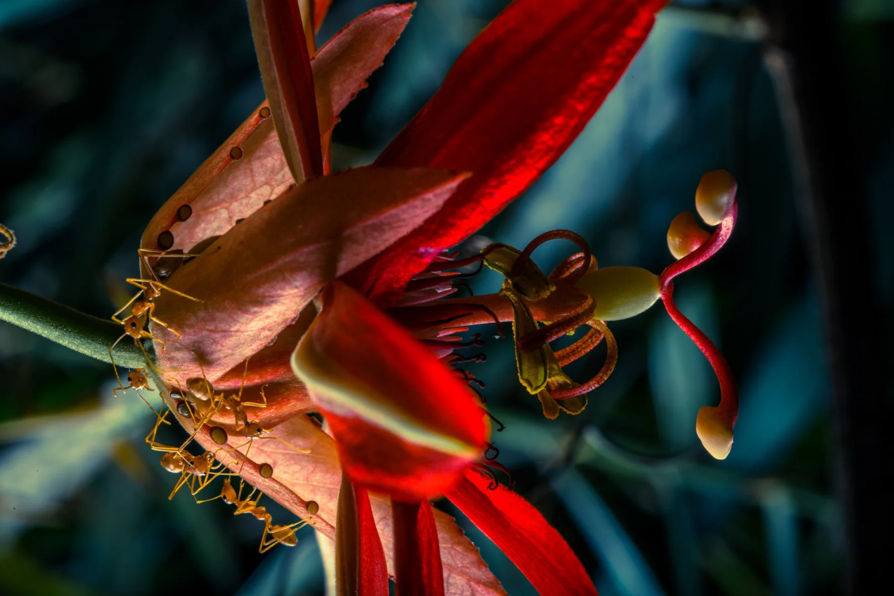 Fotografisches Detail einer roten Bl&uuml;te mit feinen Staubbl&auml;ttern