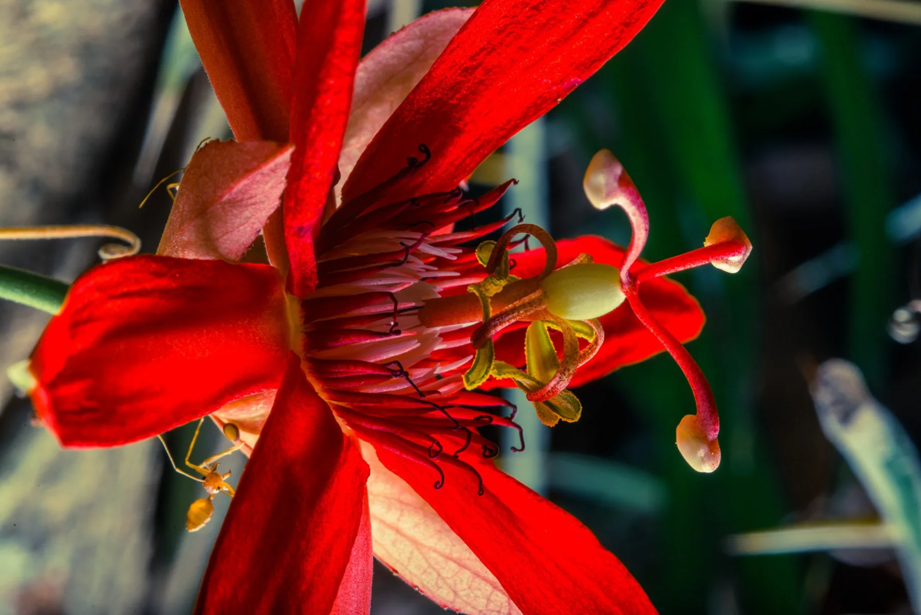 Fotografisches Detail einer roten Bl&uuml;te mit feinen Staubbl&auml;ttern