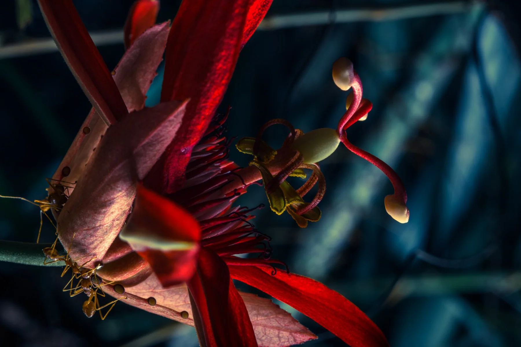 Fotografisches Detail einer roten Bl&uuml;te mit feinen Staubbl&auml;ttern