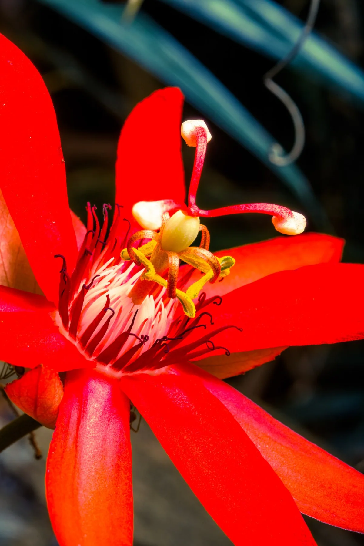 Fotografisches Detail einer roten Bl&uuml;te mit feinen Staubbl&auml;ttern