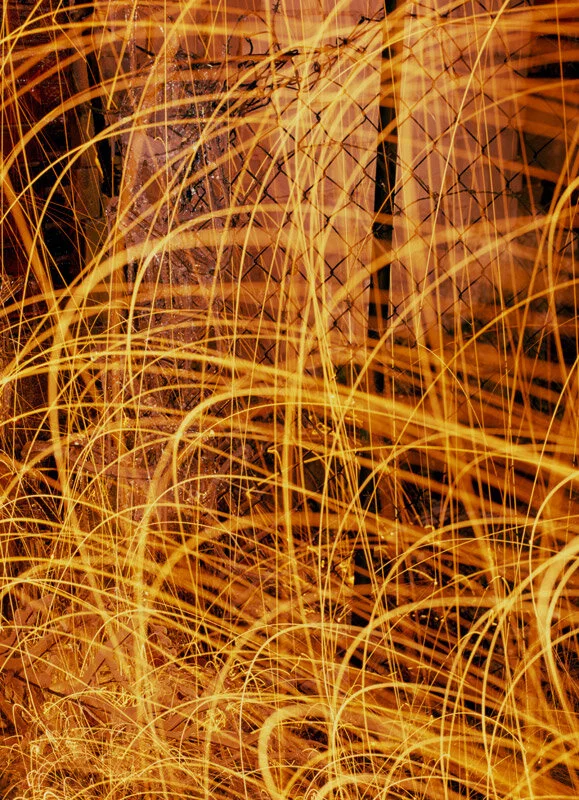 Fine art photograph of golden light trails against dark tree trunks