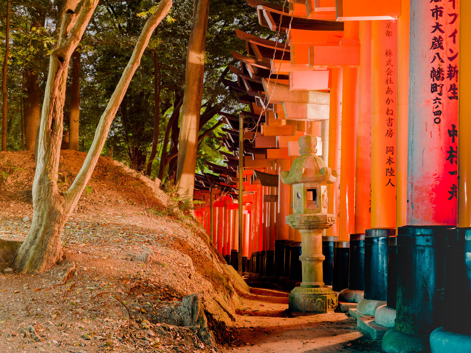 Photographie d’art d’André Wagner: Une succession de portes rouge vif longe, à droite, un terrain boisé surélevé — Fushimi Inari-Tasisha 4.